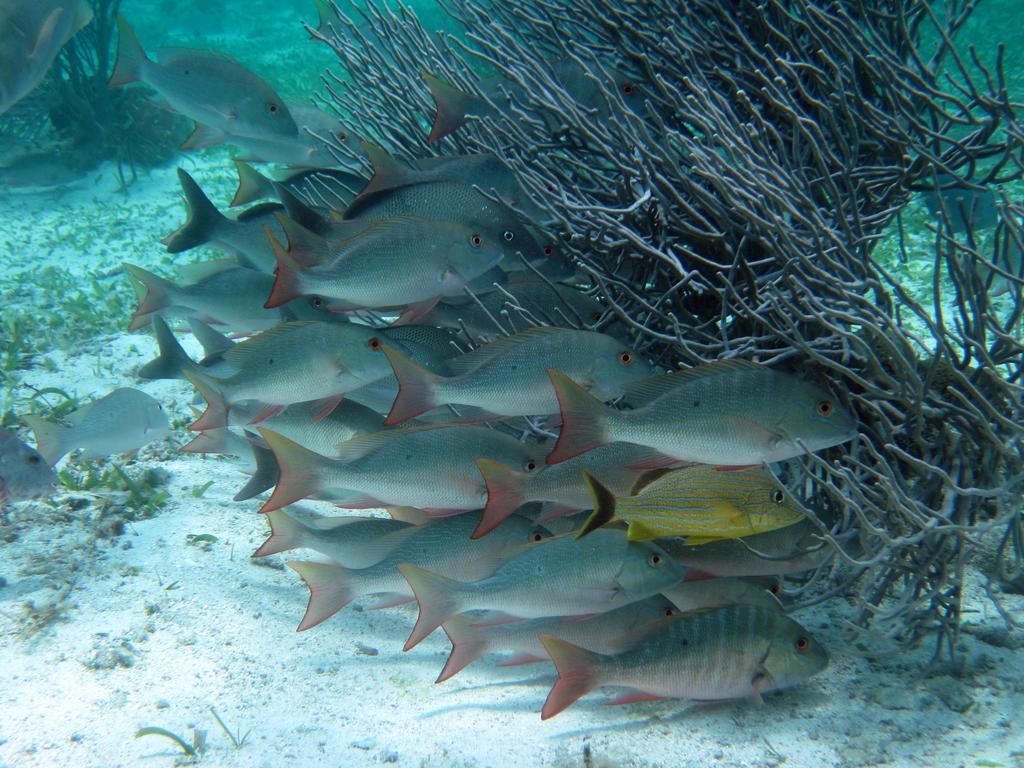 Caye Reef Condos Caye Caulker Luaran gambar